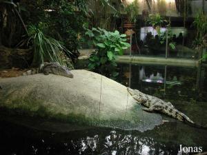 Bassin des crocodiles