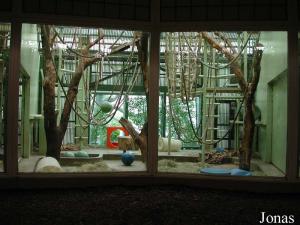 Cage intérieure des orangs-outans