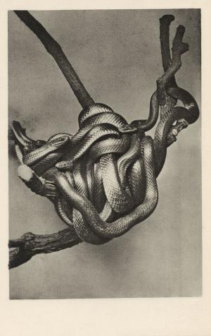 Carte postale
