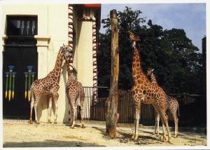Carte postale