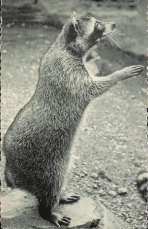 Carte postale
