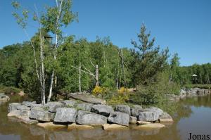 Île des gibbons à mains blanches