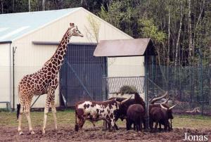 Girafe et watussis