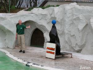 Spectacle d'otaries