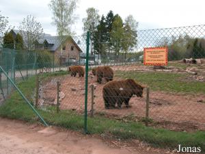 Enclos des ours bruns