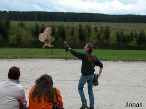 Spectacle de rapaces