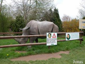 Représentation de rhinocéros blanc