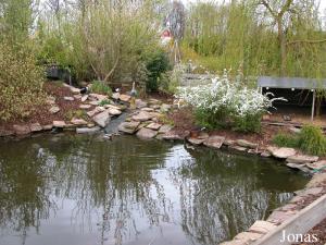 Point d'eau des oiseaux aquatiques