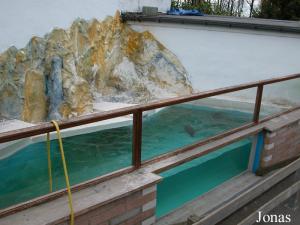 Bassin des manchots