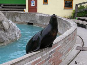 Bassin des otaries
