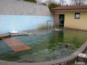 Bassin des phoques