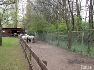 Enclos des poneys