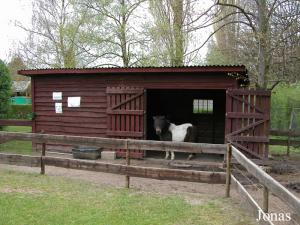 Enclos des poneys