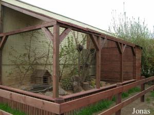 Enclos des ratons laveurs