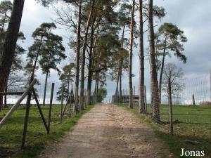 Sentier séparant deux enclos des cerfs élaphes