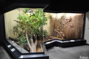 Terrarium des iguanes d'Utila, des serpents des poulaillers et des tortues charbonnières