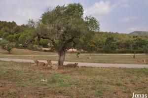 Un des deux enclos des lions