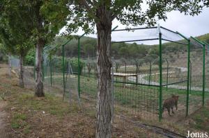 Enclos des tigres hybrides