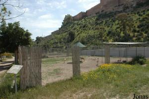 Enclos pour gazelles de Cuvier