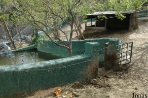 Installation des hippopotames amphibies