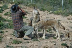 Daniel Weigend et ses loups gris européens