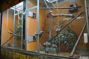 Cage des tamarins empereurs