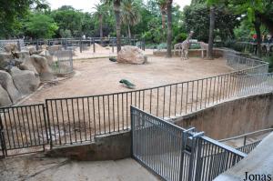 Enclos des girafes et rampe d'accès vers le bâtiment