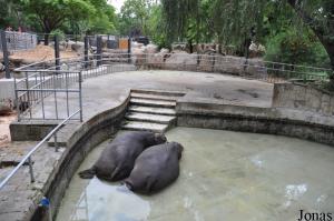 Un des deux enclos des hippopotames