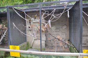 Anciennes installations des psittacidés