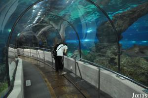 Tunnel vitré à travers L'Oceanario