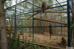 Enclos des babouins de Guinée