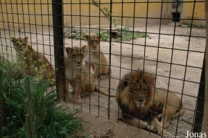 Groupe de lions