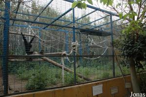 Enclos du siamang et du gibbon lar