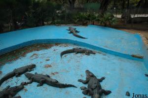 Bassin des alligators