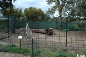 Enclos du lama mâle