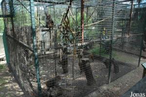 Cage des macaques rhésus
