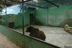 Cage des ours bruns