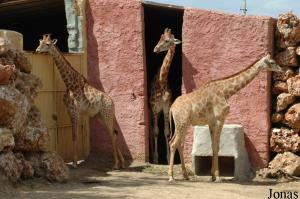 Girafes d'Angola (Giraffa camelopardalis angolensis)