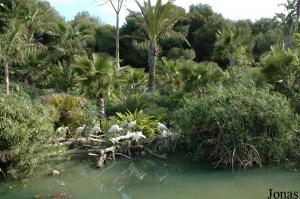 Plan d'eau des spatules d'Afrique (Platalea alba) et des flamants nains (Phoenicopterus minor)