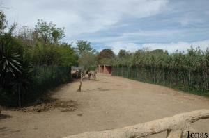 Enclos des zèbres de plaine (Equus quagga) et des gnous bleus (Connochaetes taurinus)