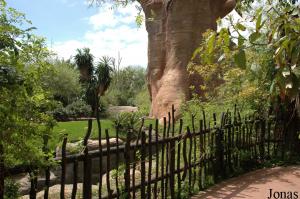 Enclos des lémuriens et baobab artificiel