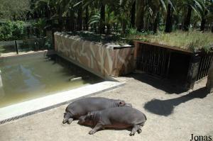 Enclos des hippopotames amphibies