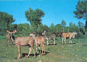Carte postale
