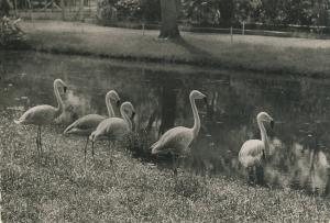 Carte postale