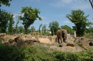 Enclos de l'éléphant mâle Nico