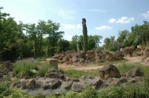 Installation des éléphants d'Afrique