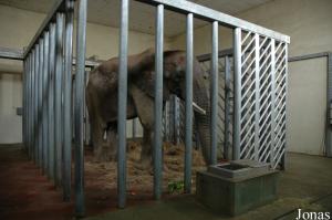 Shorty, éléphant mâle, dans son box de nuit