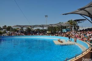 Bassin de spectacle des otaries