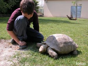 Contact avec une tortue sillonnée