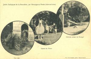 Carte postale